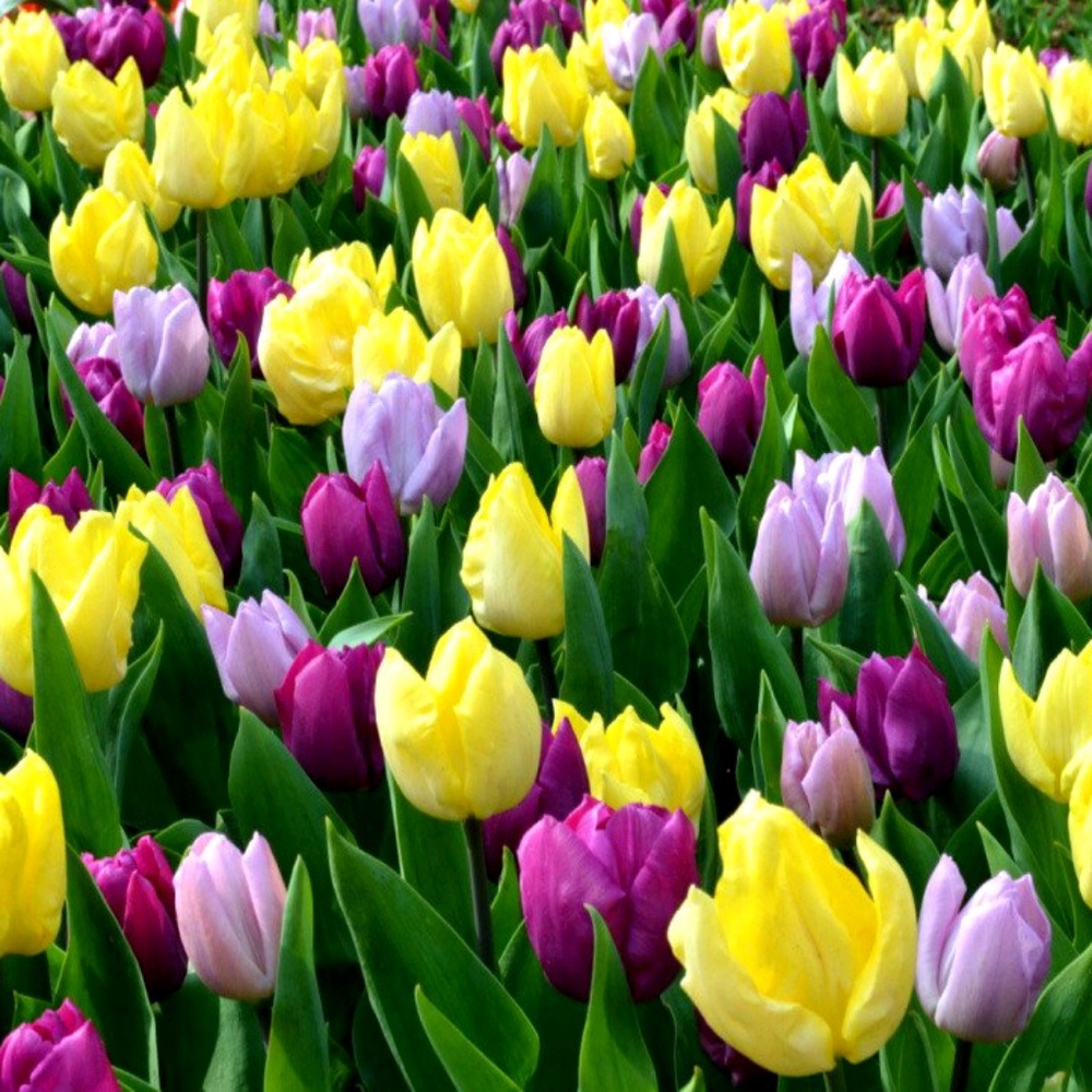 Meet your Posher, FSalazar